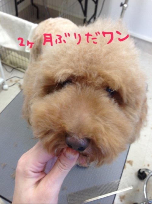 今日もモヒカンだワン！