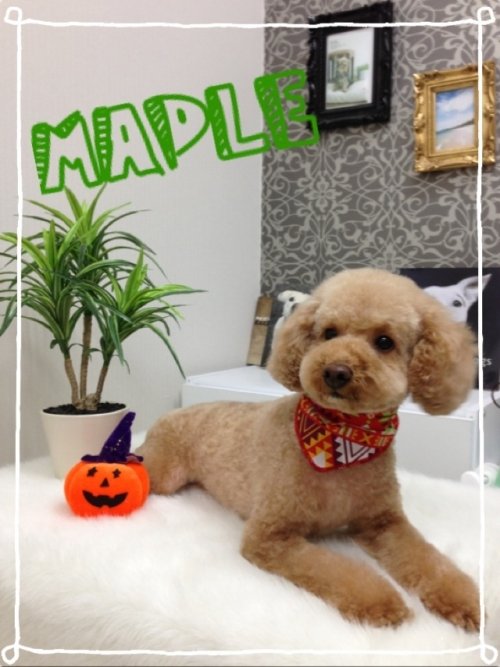 今日のお客様(^^)