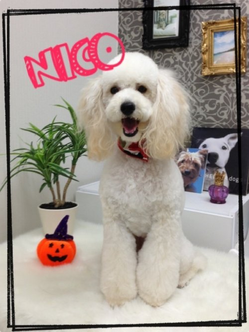 ニコちゃんがやってきた(*^^*)