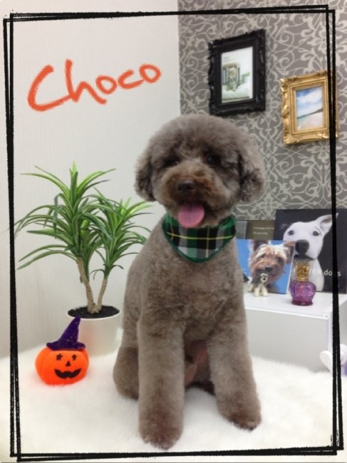 今日のワンコ(*^^*)！