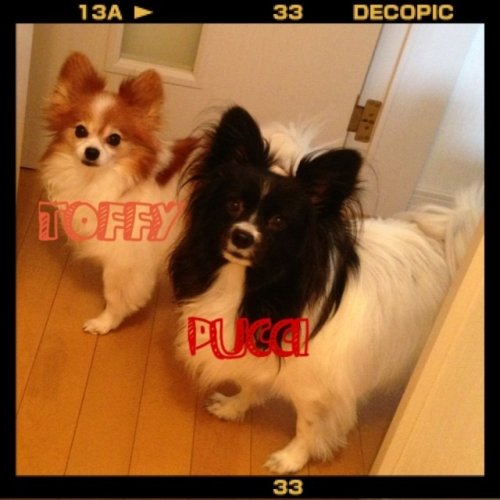 うちのコ紹介(*^^*)