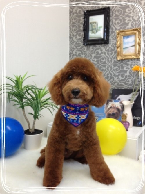 総理くんヽ( ´3｀)ノ