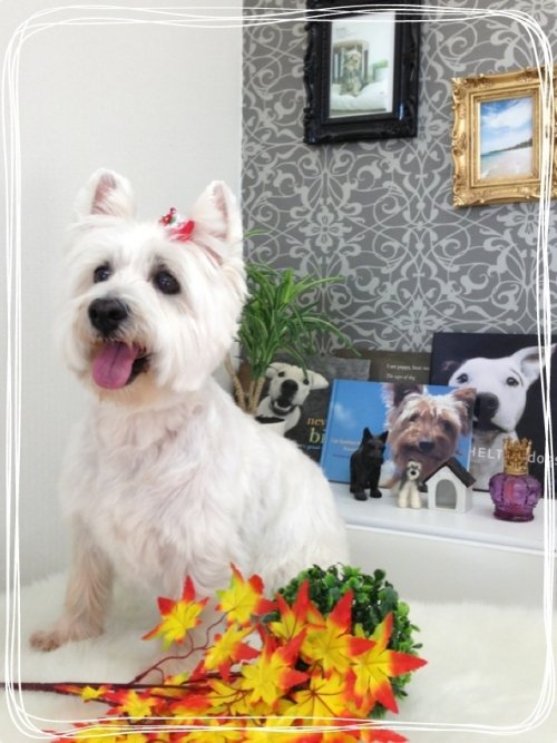 秋だね～(´ー｀)