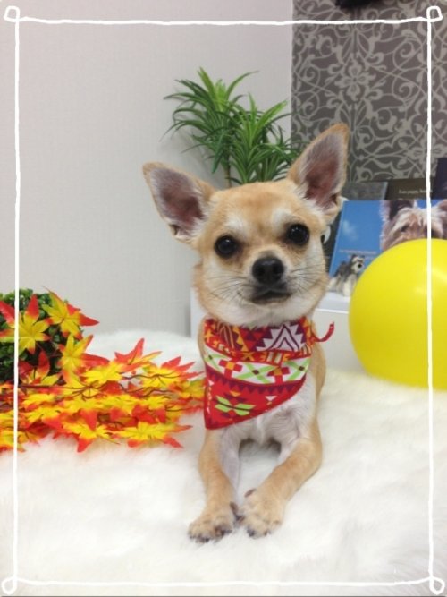 ヤマトくん( ´ー｀)ノ