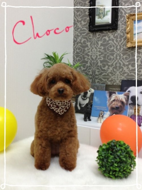 チョコちゃん(^^)