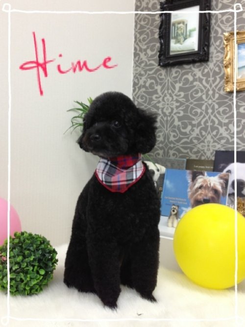 お久しぶり～のヒメちゃん(^^)