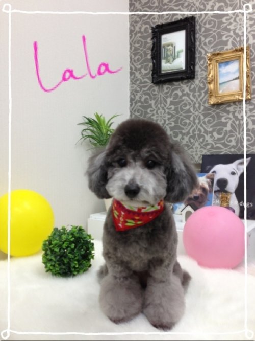 シルバーになってきたよー(*^^*)