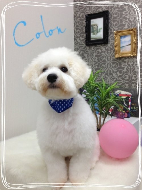 ビションフリーゼ(^^)！