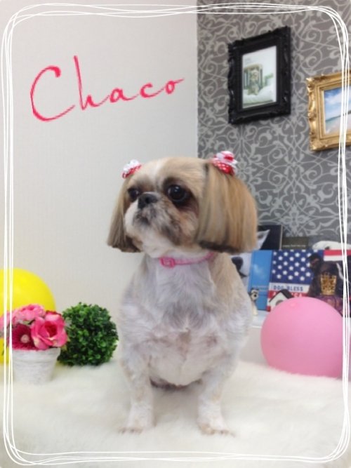 シャンプーしたワン(*^_^*)