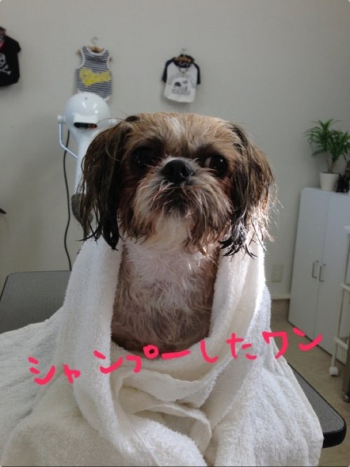 チャコちゃん2(^^)