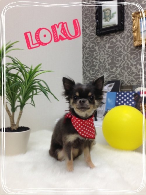 チワワのロクちゃん(*^^*)