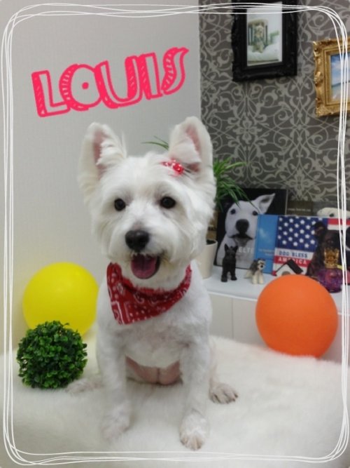 ウェスティ集合(^^)