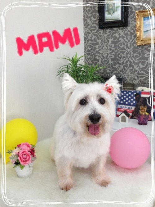 ウェスティ2(*^^*)