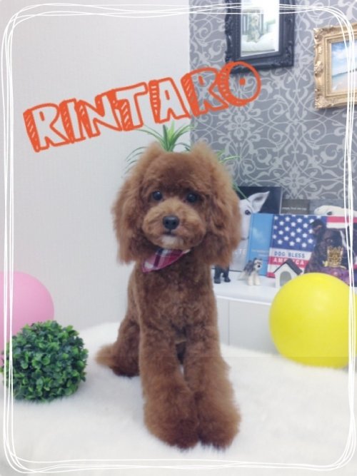 りんたろうくん(^^)