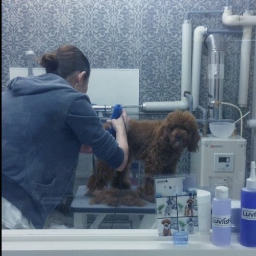 りんたろうくんのトリミング(*^^*)！