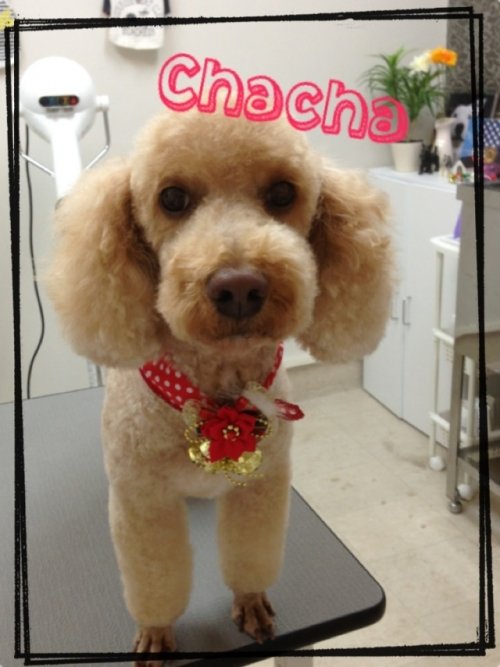 チャチャくんでーす(^^)！