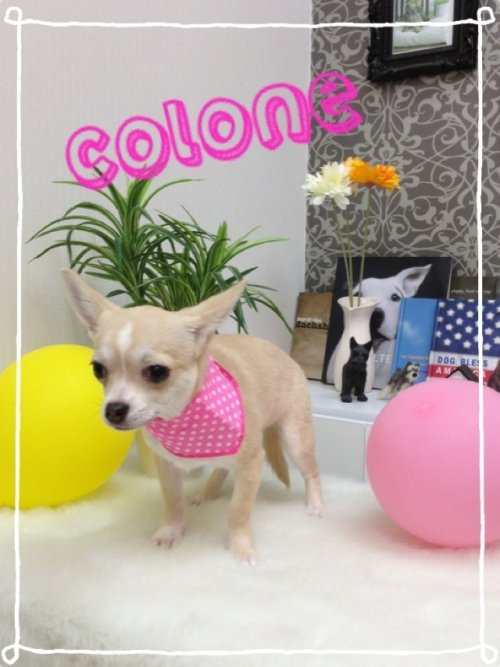 初トリミング～(^^)