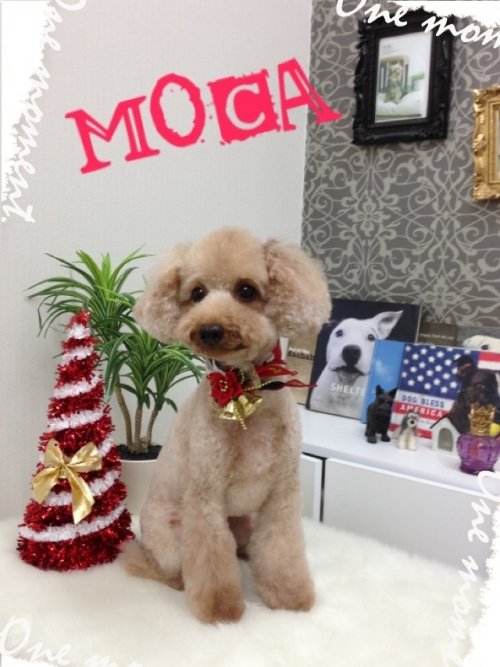 モカちゃんいらっしゃーい(^^)