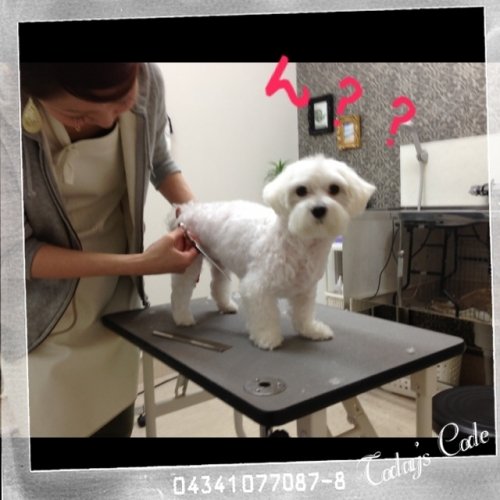 ノノちゃんカット中でーす(^^)