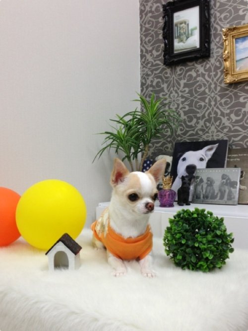 ハナちゃんでーす(^^)