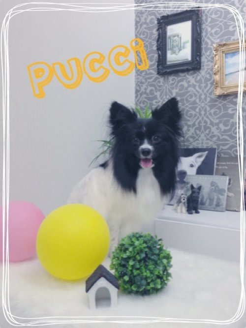 パピヨンです(^^)