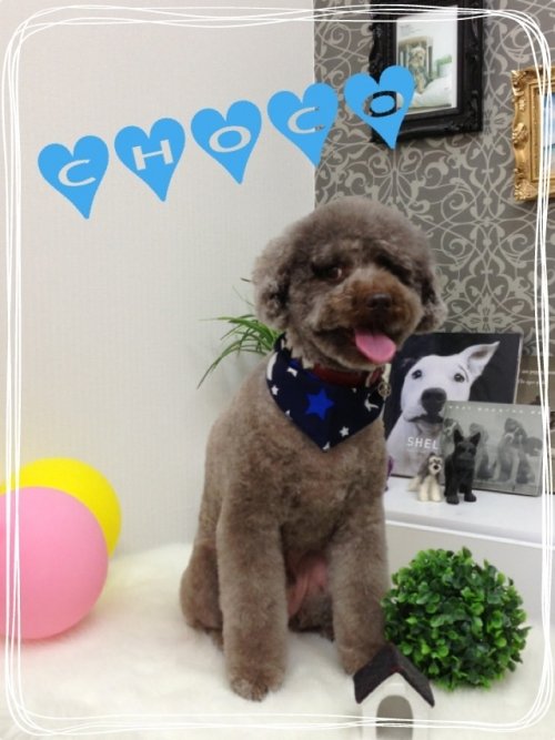 チョコくん！(^^)！