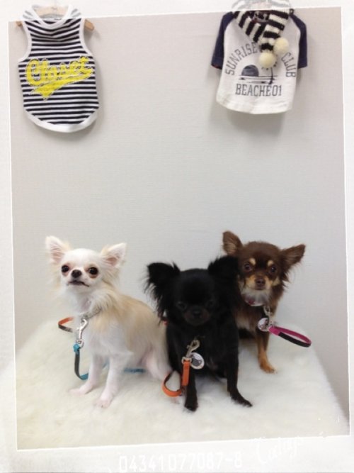 クルミ、イチゴ、ミカンたん(^_^)