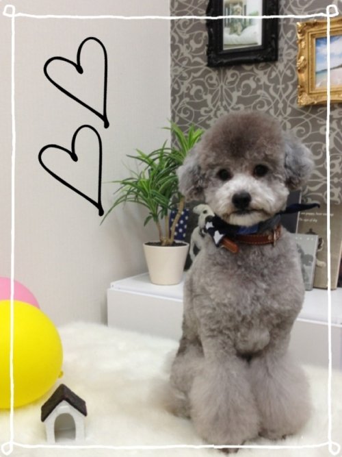 モデル犬バディーくん(*^^*)