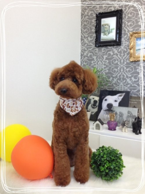 モヒカンにしたワン！！