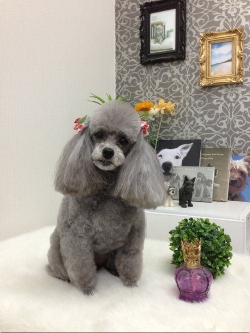 ルナちゃんカット後(*^^*)