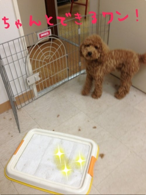 トイレでできるワン！