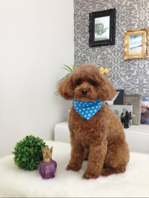 ワンちゃんはチョコレートがダメ？？