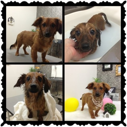 ポンちゃん(*^^*)