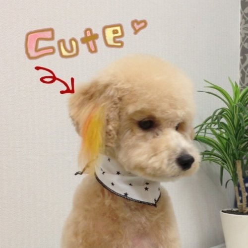 カラーリング(^_^)