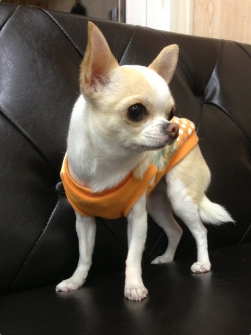 スムースチワワですよ~(^^)