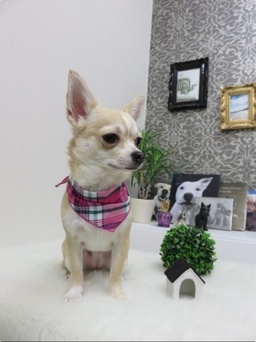 コロネちゃん(^^)