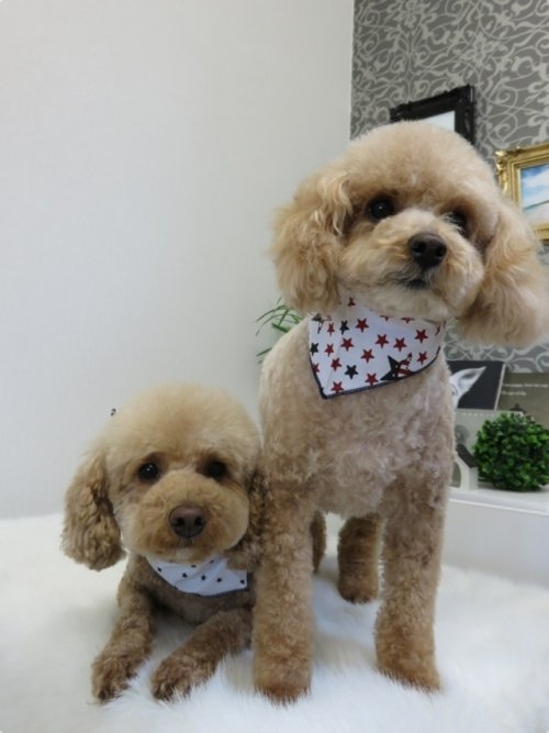 メイプル＆ティアモちゃん(*^^*)