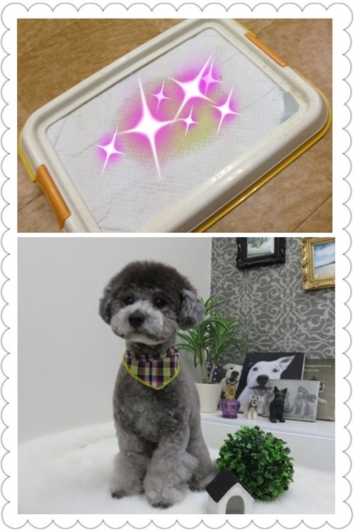 ララちゃんおりこうさん(^^)！！