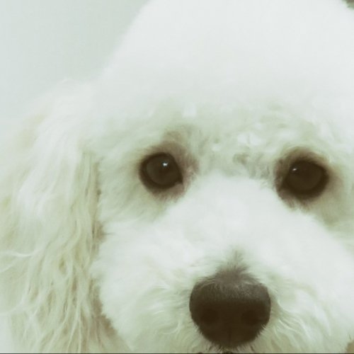 ぬいぐるみみたい(*^^*)