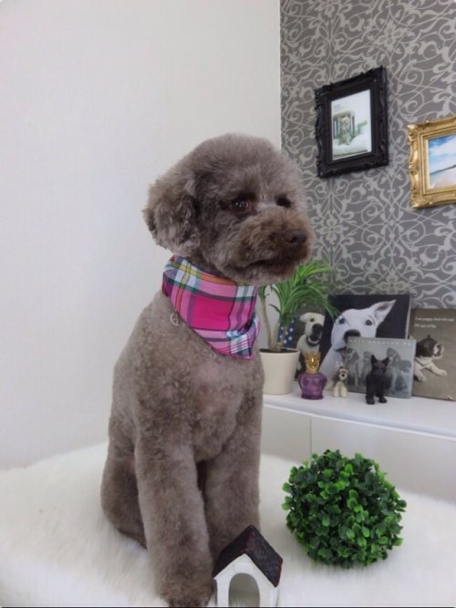 チョコくん(*^^*)