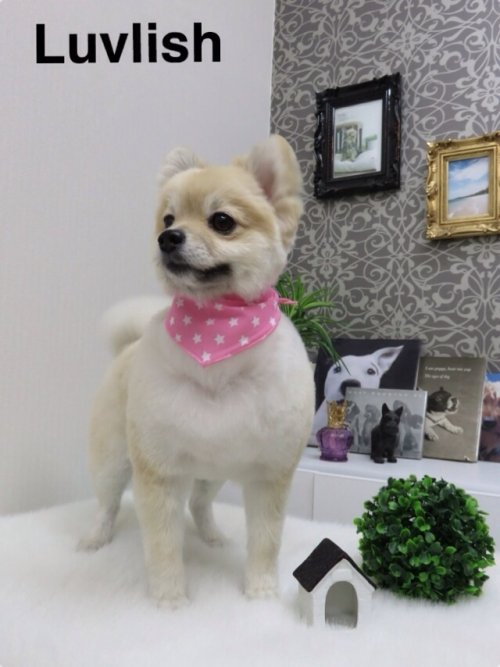 ヴィヴィちゃんです(*^^*)