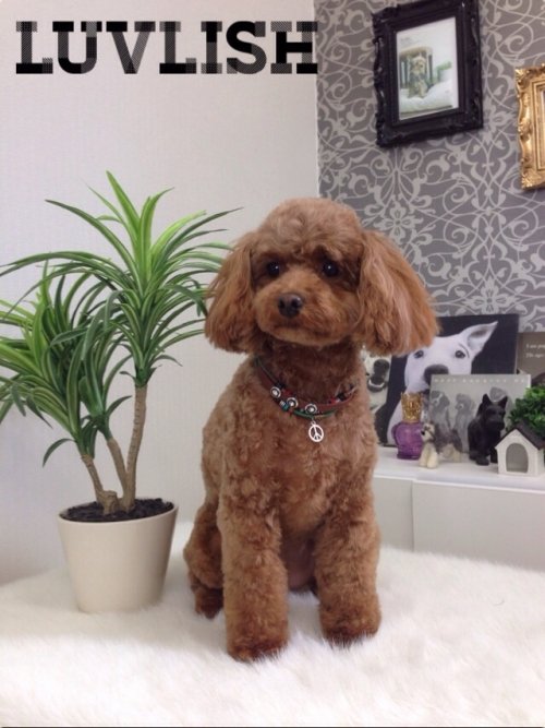 オススメアイテム(^^)！