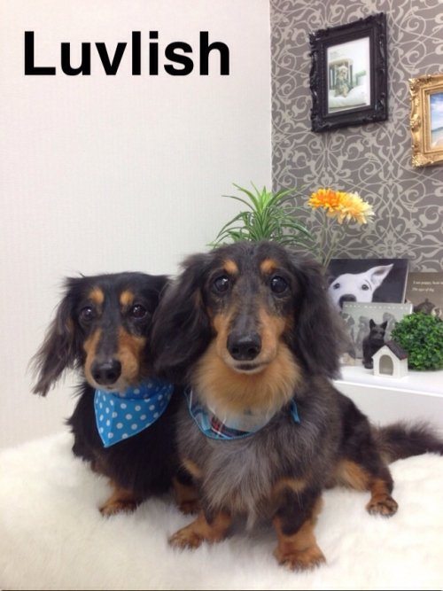 H様のダックスちゃん(^ ^)続編