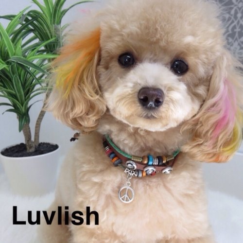 ラインくんお似合いです(*^_^*)