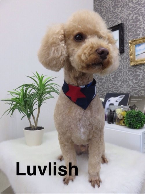 トリミング大好き(*^_^*)