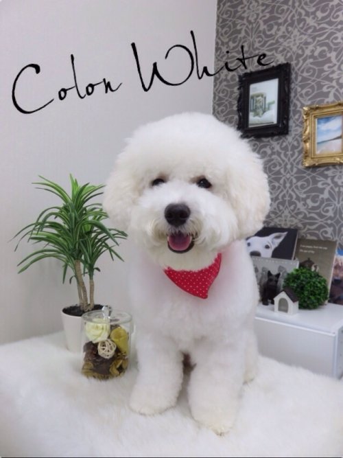 ビションフリーゼ(^^)