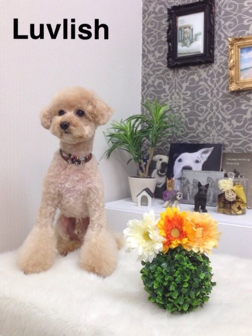 初ラブリッシュ！