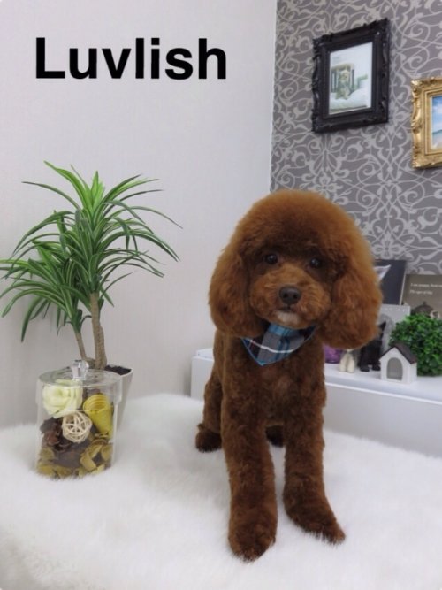 りんたろうくん(´∀`)