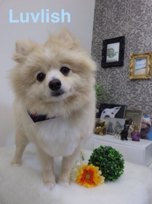 はじめまして(´ー`)