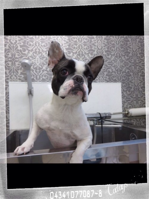 ぶぶりあんとがやってきた(^ ^)！！